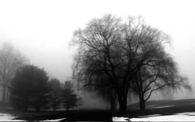 Fog