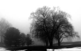 Fog