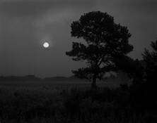 Tree___misty_sunrise