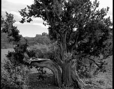Lookout_tree
