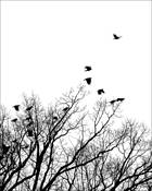 Take_flight