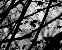 Winter_wind