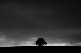 Tree__2