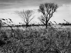 Marsh