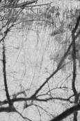 Snow_field