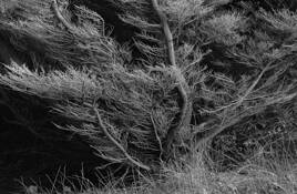 Beach_tree