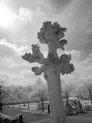 Kukenhof_gardens_tree