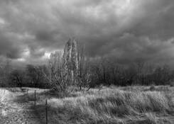 Grasslands