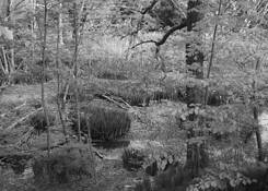 Wetlands