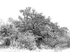 Etched_by_winter
