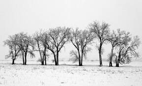 Winter_trees