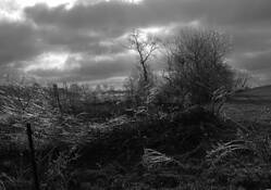 Rural_landscape__12