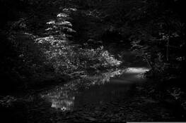 Solitary_insight