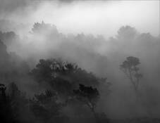 Monterey_mist