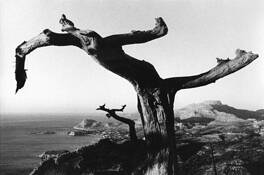 Dancing_trees_of_rhodes