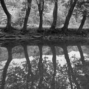 Catalpa_reflections