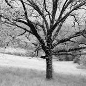 Tree_from_a_dream