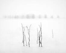 Foggy_winter_morning