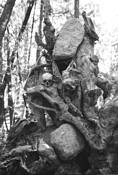 The_woods