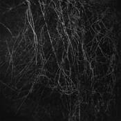 Thicket__1