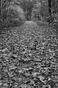 Follow_me