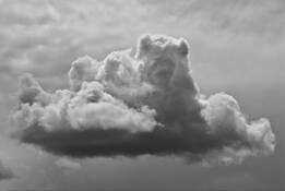 Bear_in_the_air