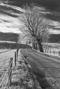 Frosty_morn