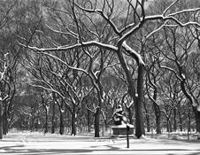 Tree_ballet