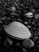 Clamorous__north_beach