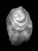 Seashell_40