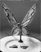 Butterfly_wings_1