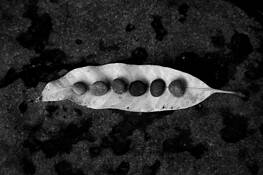 Peas_in_a_pod