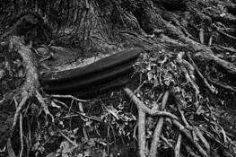 Tire_and_tree