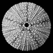 Lace_urchin