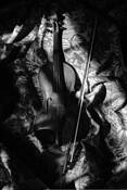 Violin_with_window_light