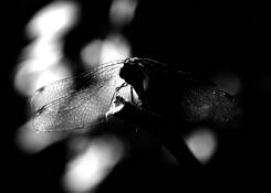 Dragonfly