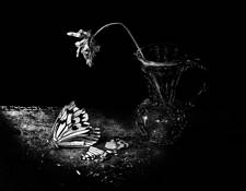 Fallen_angel