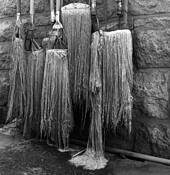 Mops