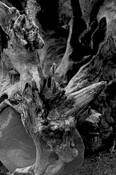 Driftwood_at_lake