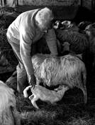Bill_venceslao_feeds_an_orphaned_lamb