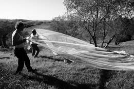 The_tuscan_olive_net