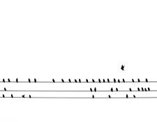 Birds_on_a_wire