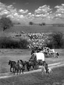 Cattledrive
