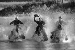 Horses_cross