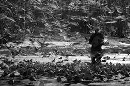 Bird_man_of_irondiquoit