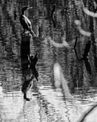 Cormorant