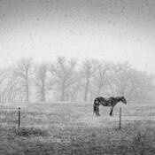 Horse_and__snowfall
