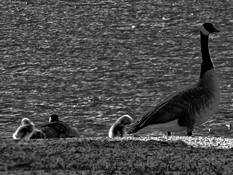 Goslings