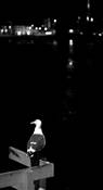 Sea_gull