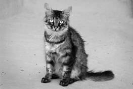 Chat